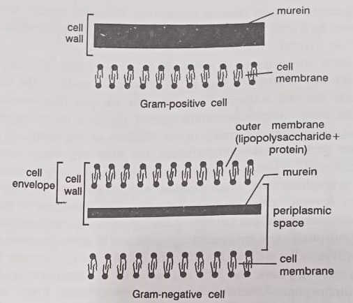 Structure of cell walls of Gram-positive and Gram-negative bacteria